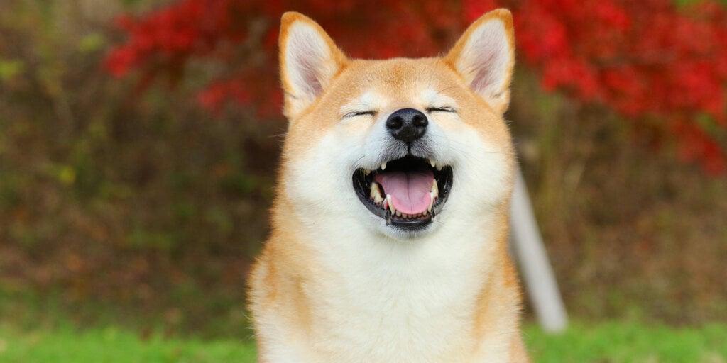 Dogecoin Shorts Wiped Out as Meme Coin Price Surges Once More